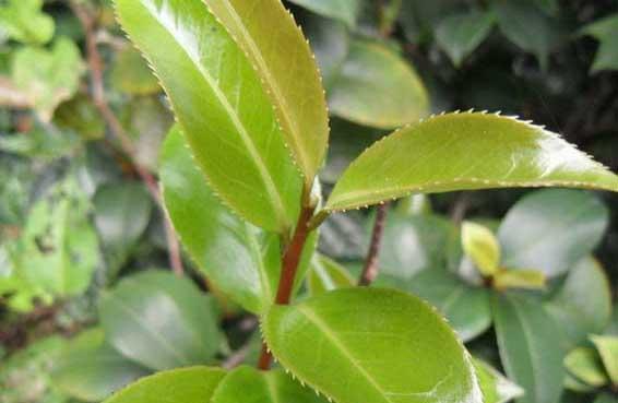茶树种植方法