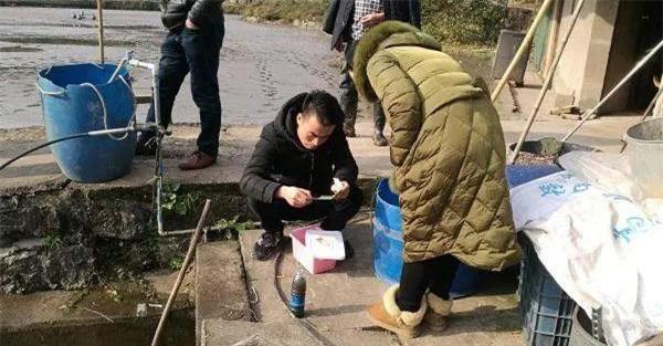 鱼免疫前的准备工作