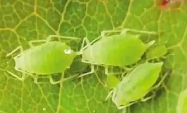 防治蚜虫特效药有哪些