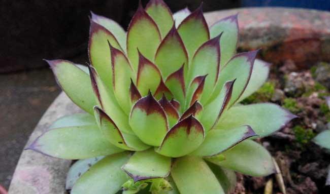 花卉的养殖方法