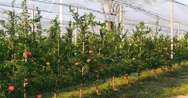 石榴设施栽培必须要解决的六大技术难点