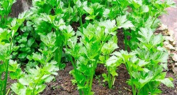 秋冬芹菜栽培技术要点