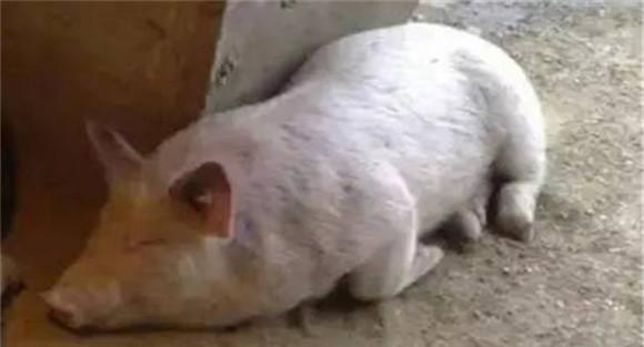 猪狂犬病的诊断要点