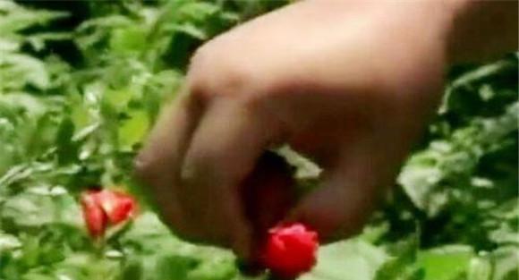 石榴树花果期如何疏花疏果
