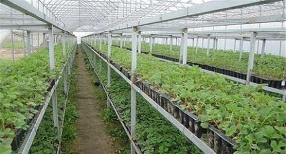 日光温室草莓的育苗方法