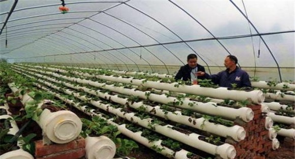 日光温室草莓的定植