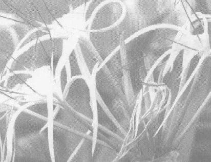 沉香的功效与作用