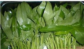 蕹菜的作用与功效