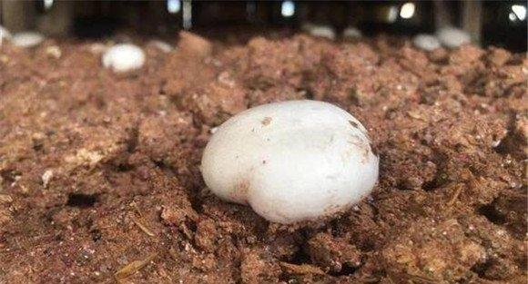 几种双孢菇病虫害防治方法