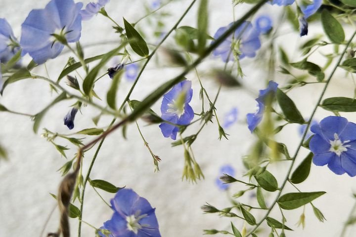 无公害菜用枸杞芽苗栽培技术
