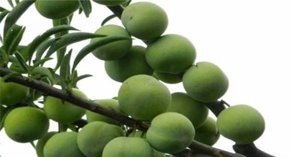 果树采穗圃或标定采穗母树的职能