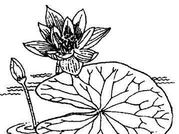 睡莲的功效与作用