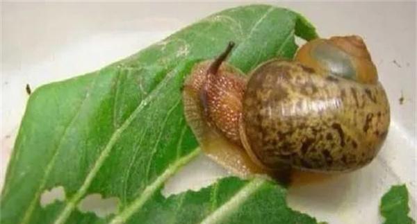蜗牛主要危害症状