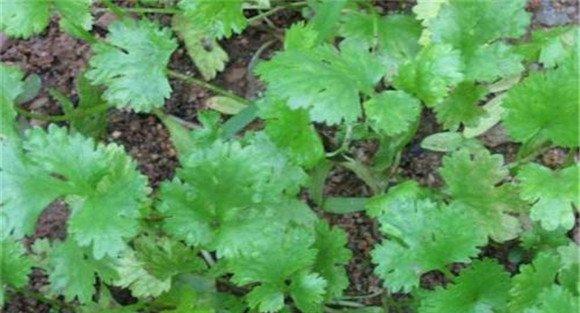 香菜灰霉病的发生特点