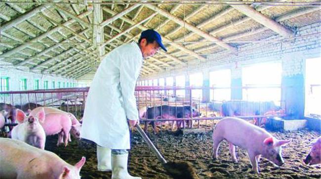 猪尿用什么方法处理好