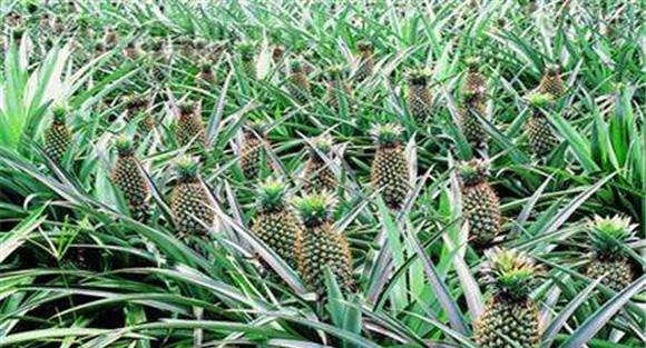 菠萝种植方法