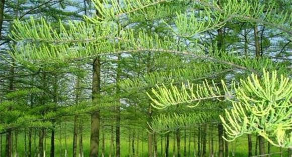 池杉的生态习性