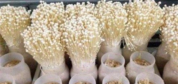金针菇栽培季节、品种和场地选择