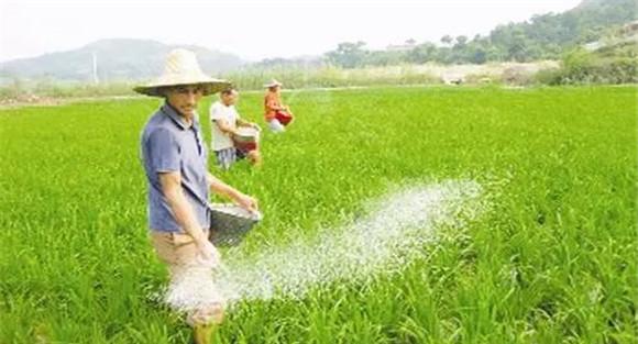 把磷肥施用在特定作物上