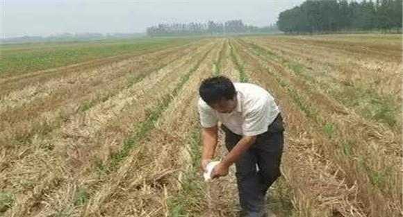 改撒施为集中条施或穴施