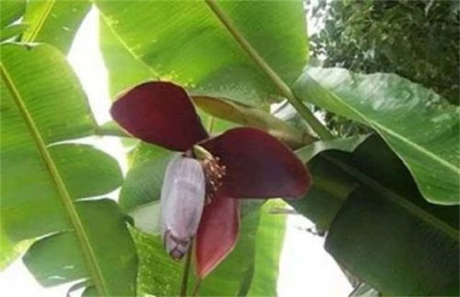 果树种植管理