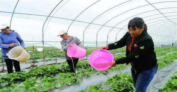 草莓冻害补救措施有哪些