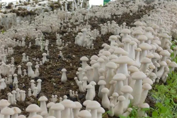 栽培金福菇能用稻草发酵料吗
