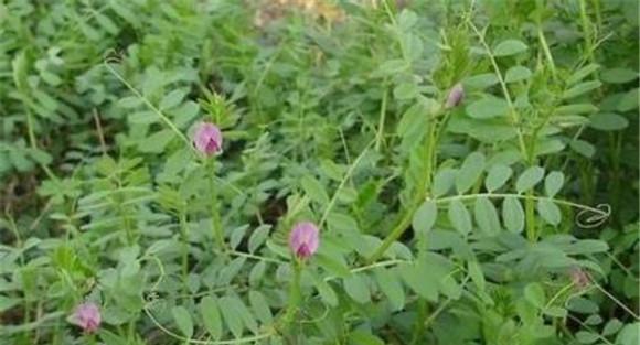 箭舌豌豆的田间管理