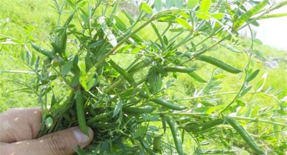 箭舌豌豆的种植技术 箭舌豌豆种植方法