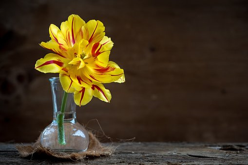 盆栽腊梅花怎么养