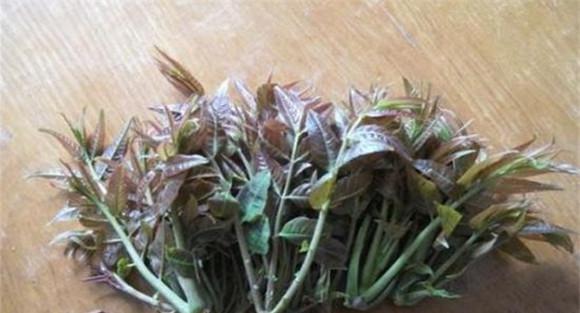 香椿苗需要什么温度条件