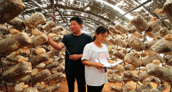 猴头菇栽培关键技术