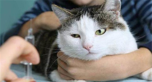 猫泛白细胞减少症的治疗方法