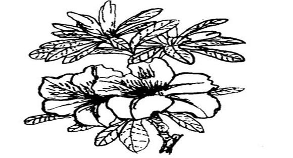 怎样养杜鹃花，杜鹃花怎么养