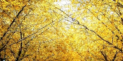 银杏树病虫害防治