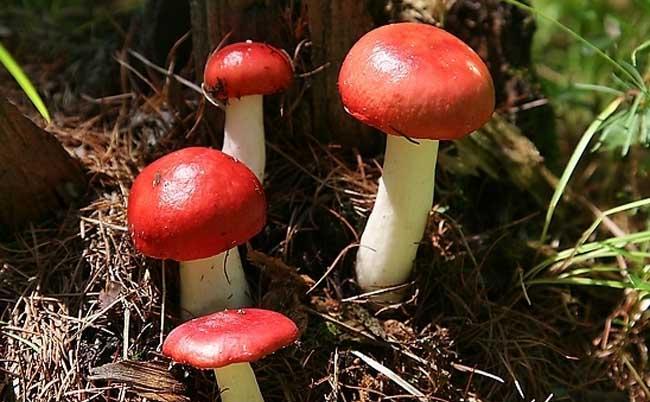 经济作物种植技术