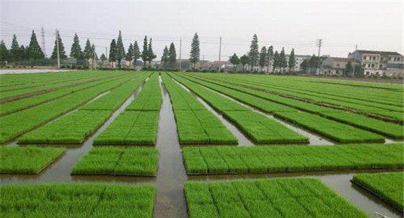 水稻育苗方式有几种