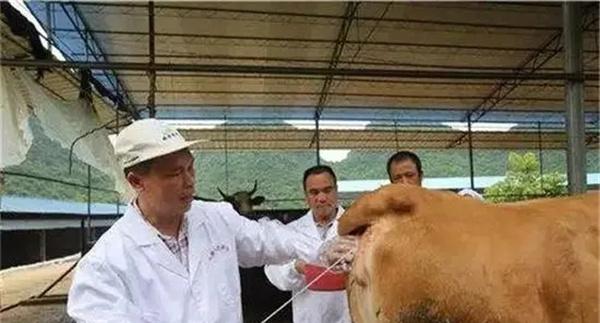 母牛人工输精的方法