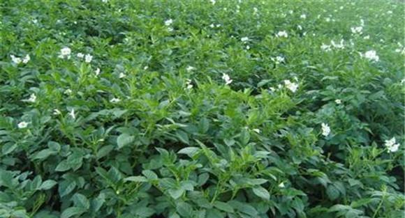 白芷的田间管理要点
