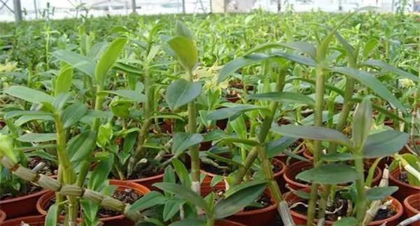 铁皮石斛种植技术与栽培管理方法