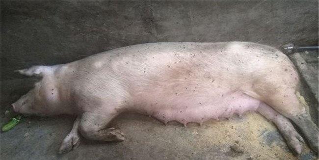 怎样处理二元母猪难产