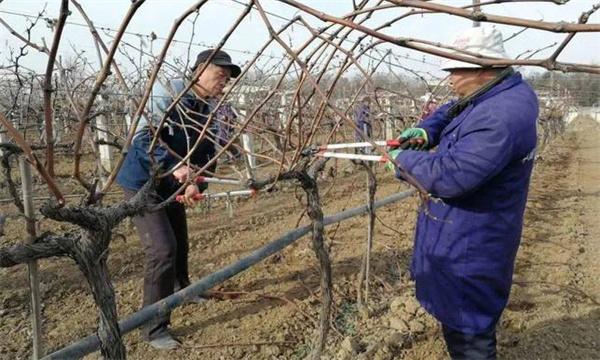 葡萄设施栽培条件下怎样整形修剪