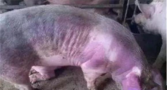 猪附红细胞体病治疗案例