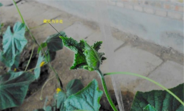 怎样防治瓜蓟马