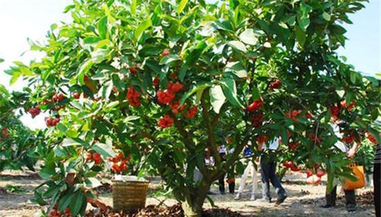 庭院栽植果树的特点