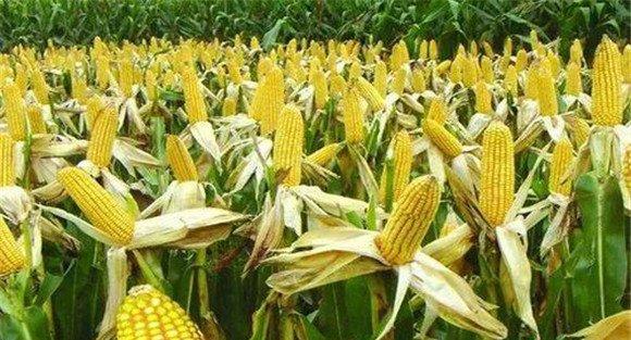 玉米杂交种主要有哪几种类型