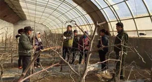 枣树设施栽培怎样栽植（定植）