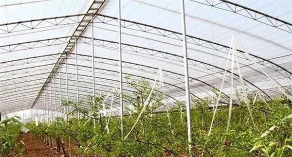 枣树设施栽培