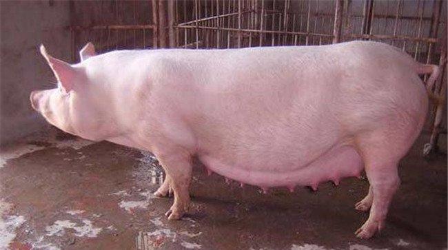 母猪怀孕前期饲料配方