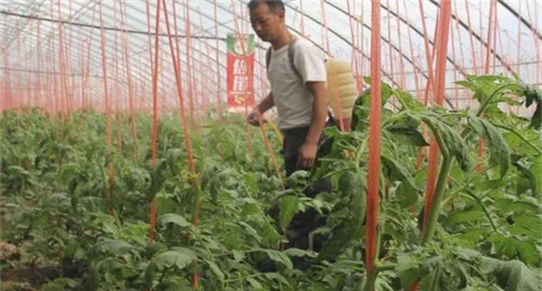 番茄叶面施肥应注意什么问题